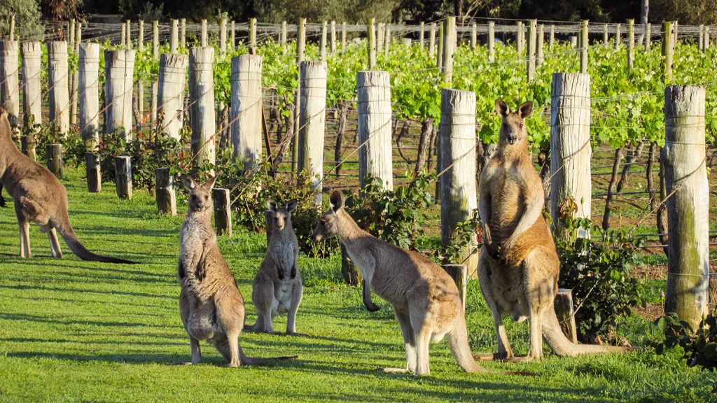 kangaroos in hunter valley vineyards